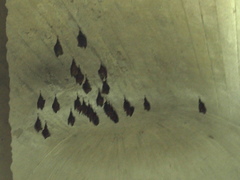 Hipposideros armiger terasensis