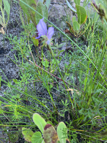 Corianderleaf Storksbill