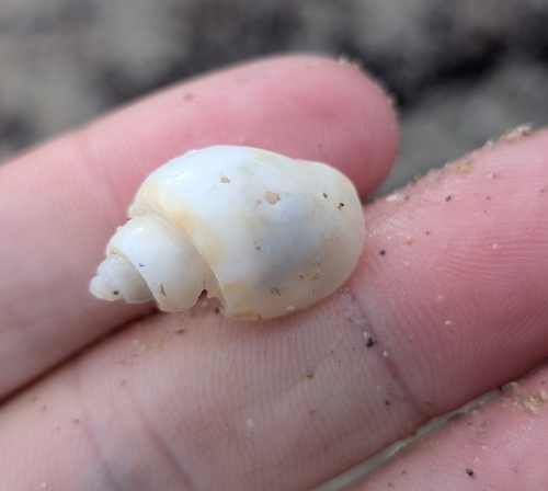 Cancellaria spirata observed 2026-07-11