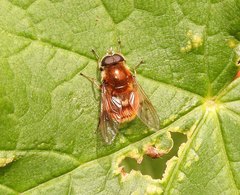 Cheilosia chrysocoma
