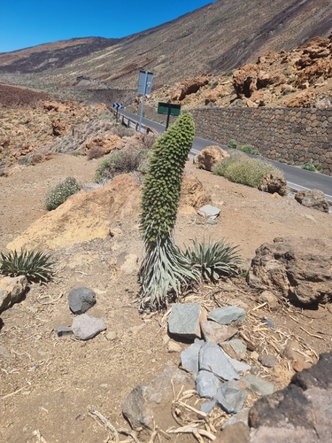 Echium wildpretii, photograph 4