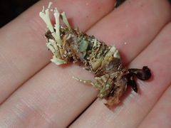 Diopatra dentata