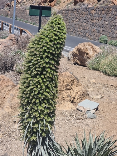 Echium wildpretii, photograph 5