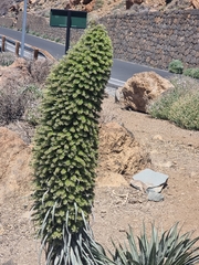 (c) Vítor Jorge, some rights reserved (CC BY) Echium wildpretii, photograph (c) Vítor Jorge, some rights reserved (CC BY)