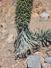 Echium wildpretii, photograph (c) Vítor Jorge, some rights reserved (CC BY)