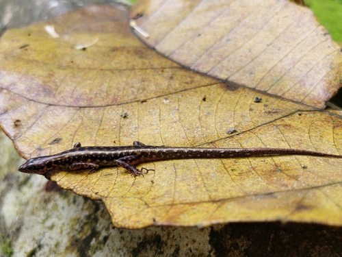 Sphenomorphus scotophilus observed 2026-07-11