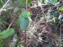 Coprosma rhamnoides