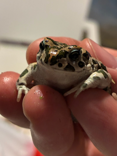 Green Toad