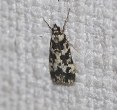 Eudonia aphrodes