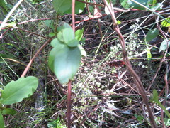 Coprosma rhamnoides