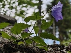 Campanula carpatica, photograph (c) xulescu_g, some rights reserved (CC BY-SA)
