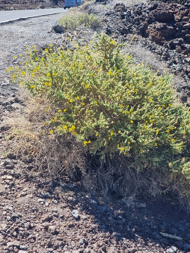 Adenocarpus viscosus, photograph 5