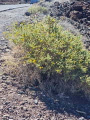 Adenocarpus viscosus, photograph (c) Vítor Jorge, some rights reserved (CC BY)