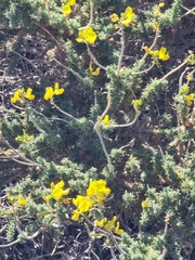 Adenocarpus viscosus, photograph (c) Vítor Jorge, some rights reserved (CC BY)