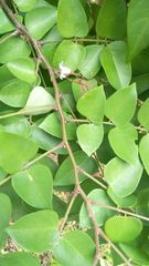 Averrhoa
