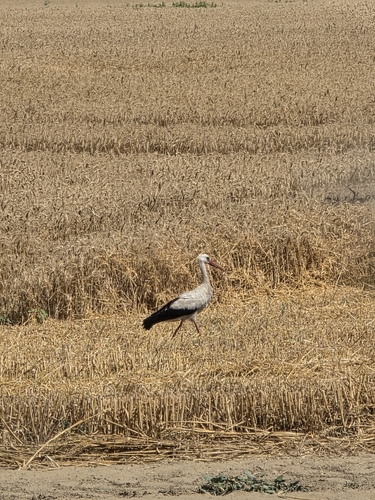 White Stork