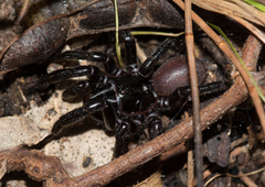 Hadronyche adelaidensis