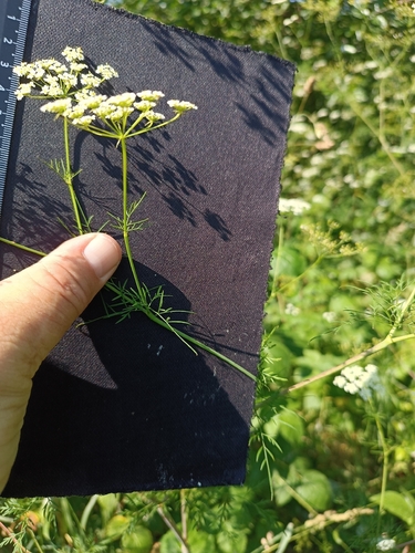 Chaerophyllum prescottii, 2026-07-11