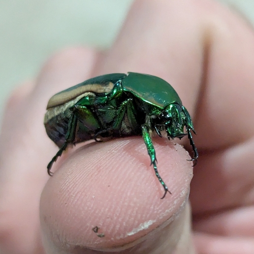 Figeater beetle