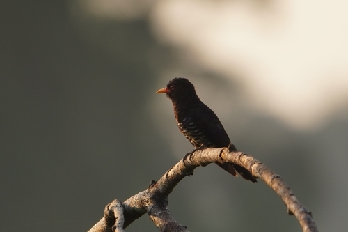 Violet Cuckoo (Chrysococcyx xanthorhynchus), photo 4