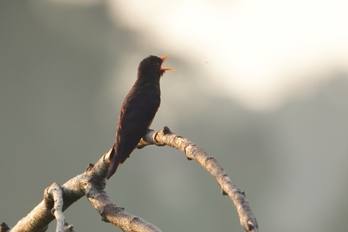 Violet Cuckoo (Chrysococcyx xanthorhynchus), photo 5