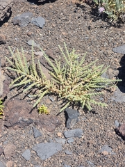 Adenocarpus viscosus, photograph (c) Vítor Jorge, some rights reserved (CC BY)