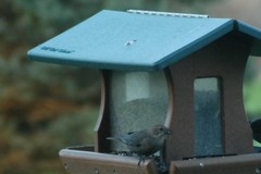 Molothrus ater