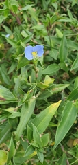 Commelina ensifolia