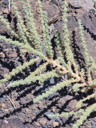 Adenocarpus viscosus, photograph 2