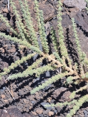 Adenocarpus viscosus, photograph (c) Vítor Jorge, some rights reserved (CC BY)