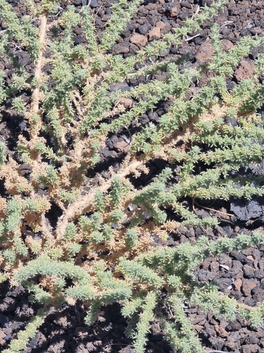 Adenocarpus viscosus, photograph 3