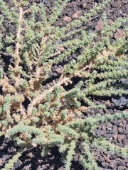 Adenocarpus viscosus, photograph (c) Vítor Jorge, some rights reserved (CC BY)