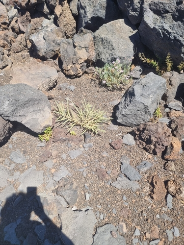 Adenocarpus viscosus, photograph 4