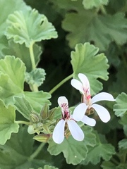 Pelargonium fragrans
