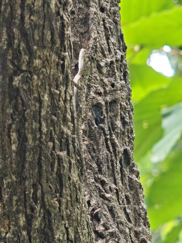 Siamese Blue Crested Lizard