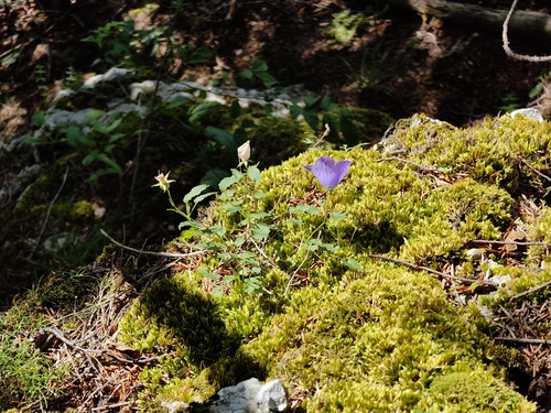 Campanula carpatica, photograph 4