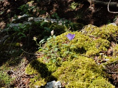 Campanula carpatica, photograph (c) xulescu_g, some rights reserved (CC BY-SA)