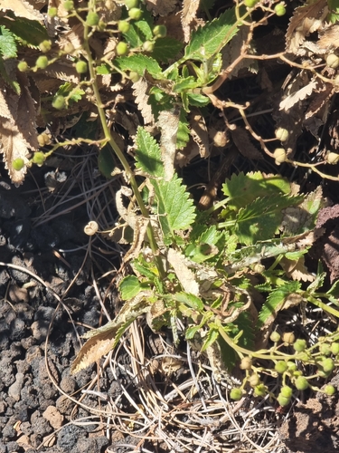 Scrophularia glabrata, photograph 1