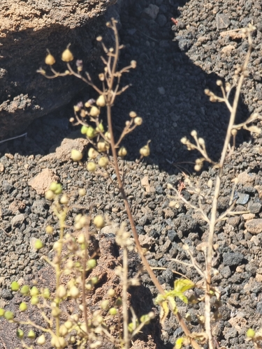 Scrophularia glabrata, photograph 2