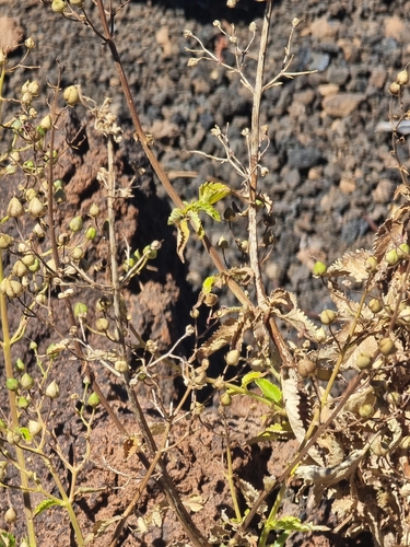 Scrophularia glabrata, photograph 3