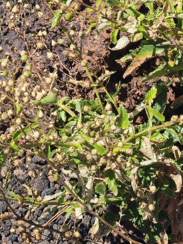 Scrophularia glabrata, photograph 5