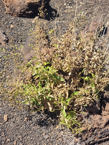 Scrophularia glabrata, photograph 6