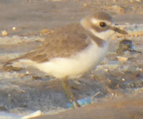 iNaturalist image