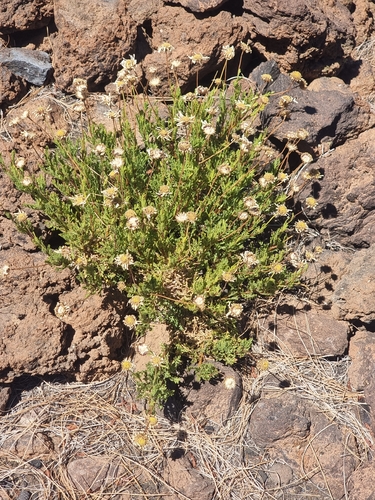 Argyranthemum tenerifae, photograph 3