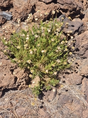 Argyranthemum tenerifae, photograph (c) Vítor Jorge, some rights reserved (CC BY)