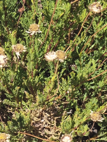 Argyranthemum tenerifae, photograph 4