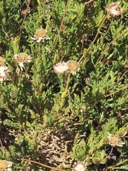 Argyranthemum tenerifae, photograph (c) Vítor Jorge, some rights reserved (CC BY)