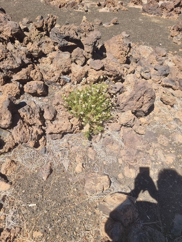 Argyranthemum tenerifae, photograph 5