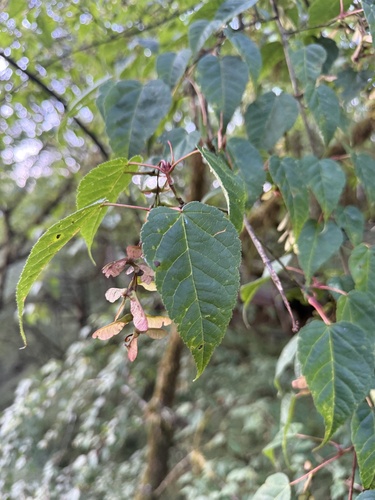 Acer davidii observed 2026-07-09