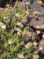 Argyranthemum tenerifae, photograph (c) Vítor Jorge, some rights reserved (CC BY)